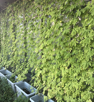 ゴーヤ（8月22日、DM工場）