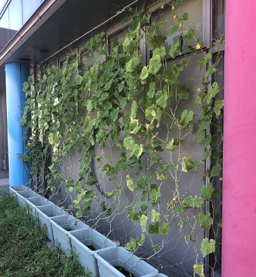 きゅうり（8月22日、DM工場）