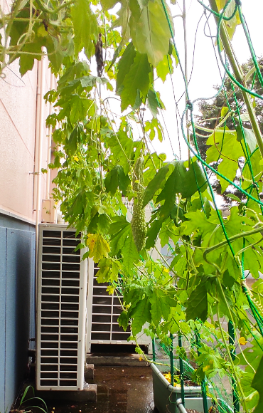 ゴーヤ（8月22日、関東工場）