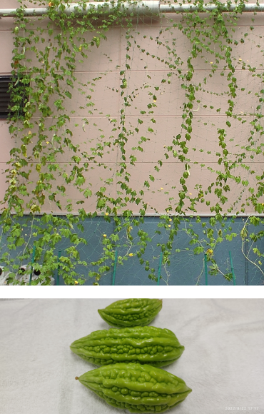 ゴーヤ2（8月22日、関東工場）