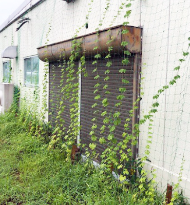 ゴーヤ（8月17日、京都工場）