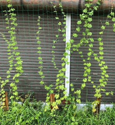 ゴーヤ2（8月17日、京都工場）