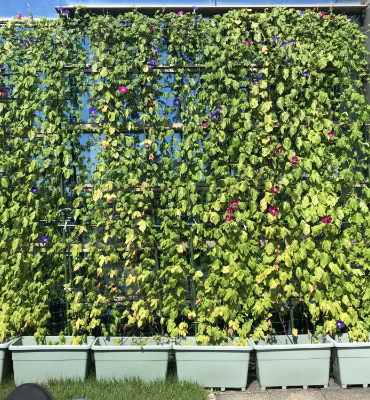 ゴーヤ朝顔1（8月29日、本社・北國工場）