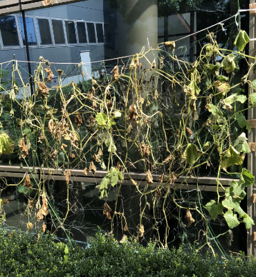 キュウリ（8月29日、本社・北國工場）