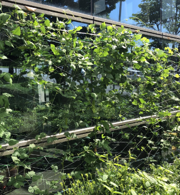 四角豆（8月29日、本社・北國工場）