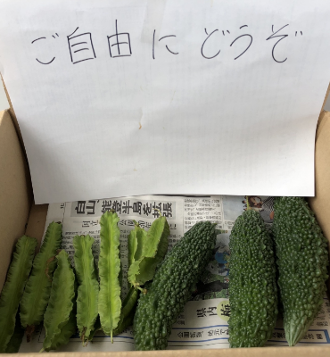 採れた野菜（8月29日、本社・北國工場）