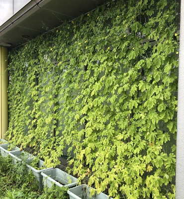 ゴーヤ（8月29日、DM工場）