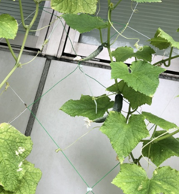 きゅうり2（8月29日、DM工場）