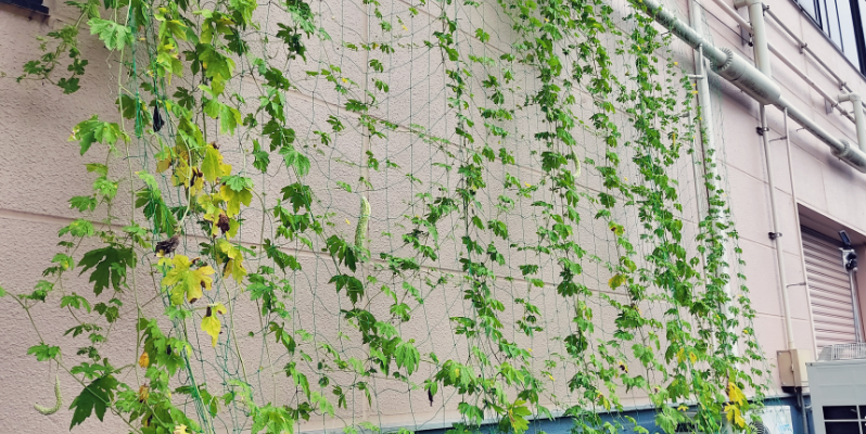 ゴーヤ（8月29日、関東工場）