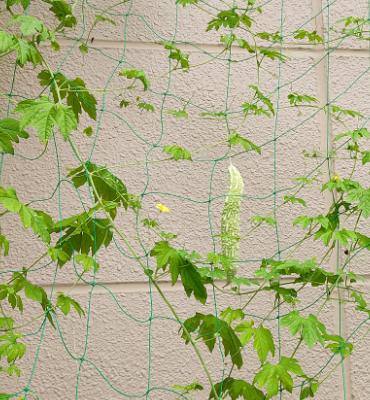 ゴーヤ3（8月29日、関東工場）