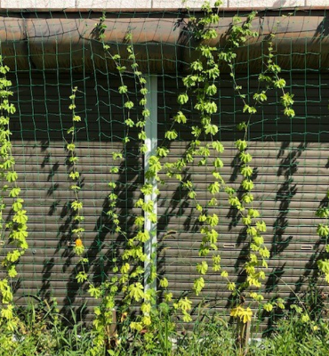 ゴーヤ（8月29日、京都工場）