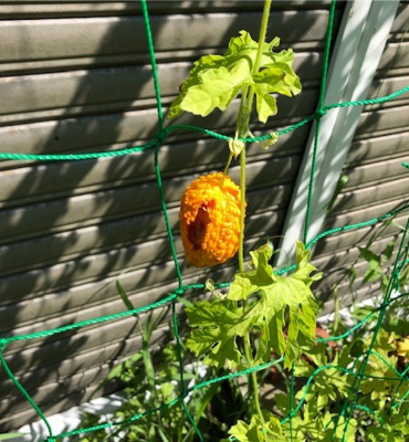 ゴーヤの実（8月29日、京都工場）