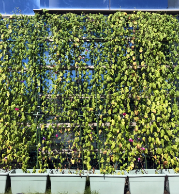 ゴーヤ朝顔1（9月5日、本社・北國工場）