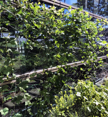 四角豆1（9月5日、本社・北國工場）