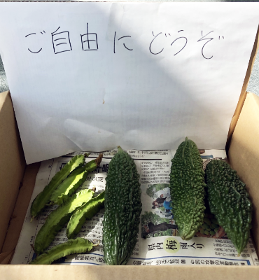 採れた野菜1（9月5日、本社・北國工場）