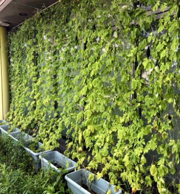 ゴーヤ朝顔1（9月5日、DM工場）