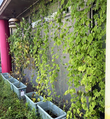 きゅうり1（9月5日、DM工場）