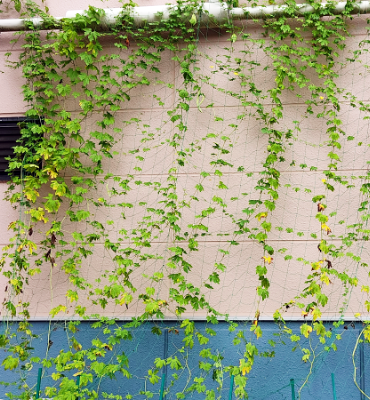 ゴーヤ2（9月5日、関東工場）