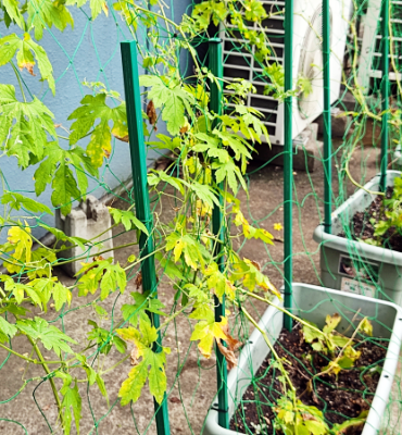 ゴーヤ3（9月5日、関東工場）