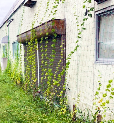 ゴーヤ1（9月5日、京都工場）