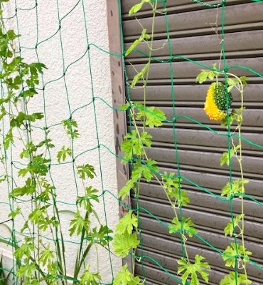 ゴーヤ2（9月5日、京都工場）