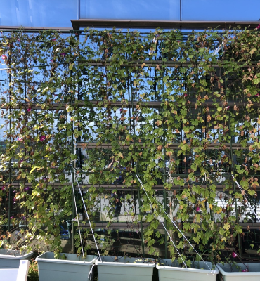 ゴーヤ朝顔1（9月13日、本社・北國工場）