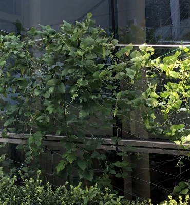 四角豆1（9月13日、本社・北國工場）