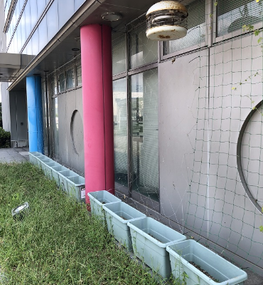 きゅうり（9月13日、DM工場）