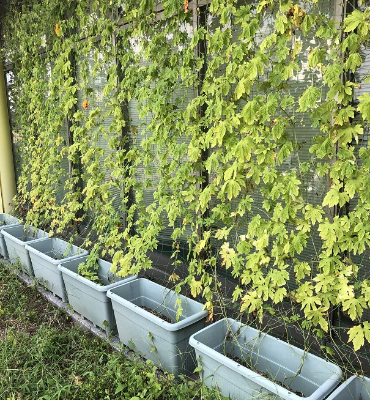 ゴーヤ（9月13日、DM工場）