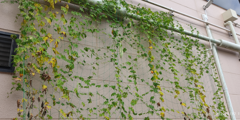 ゴーヤ1（9月13日、関東工場）