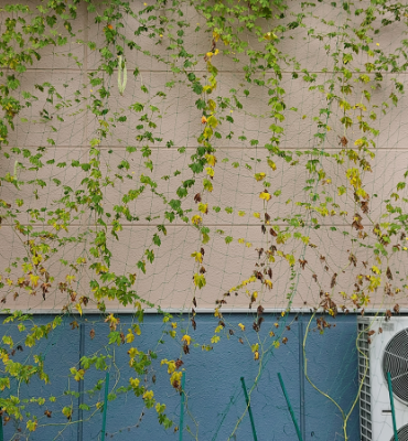 ゴーヤ2（9月13日、関東工場）