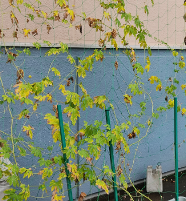 ゴーヤ3（9月13日、関東工場）