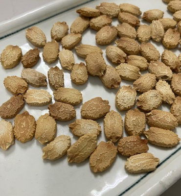 ゴーヤ2（9月13日、京都工場）