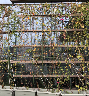 ゴーヤ朝顔1(9月20日、本社・北國工場)