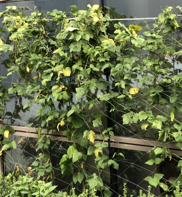 四角豆1(9月20日、本社・北國工場)