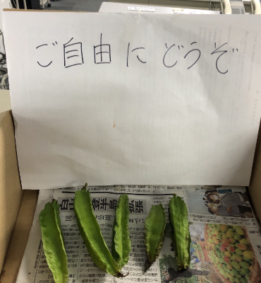 採れた野菜(9月20日、本社・北國工場)