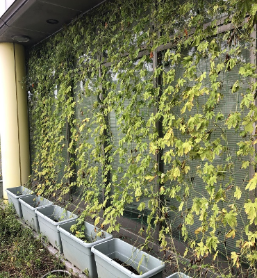 ゴーヤ(9月20日、DM工場)