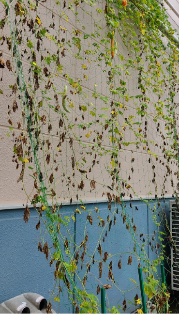 ゴーヤ1(9月20日、関東工場)