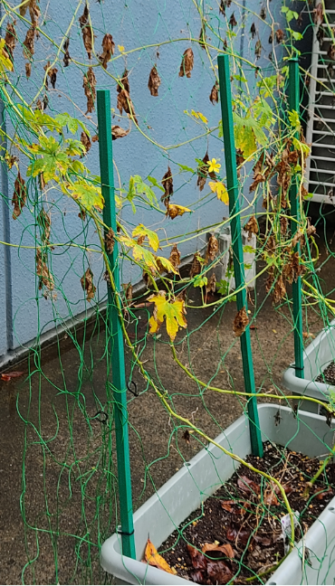 ゴーヤ2(9月20日、関東工場)