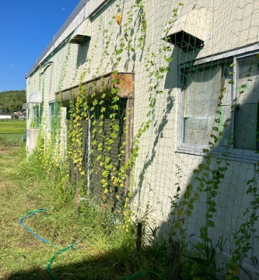 ゴーヤ1(9月16日、京都工場)