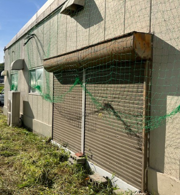 ゴーヤ2(9月20日、京都工場)