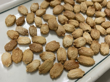 採取した種（京都工場10月3日）