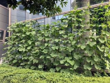 2023グリーンカーテン活動0718-1