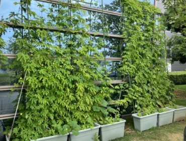 2023グリーンカーテン活動0718-2