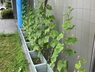 2023グリーンカーテン活動0718-3