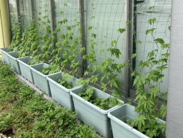 2023グリーンカーテン活動0718-4