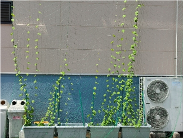 2023グリーンカーテン活動0718-5