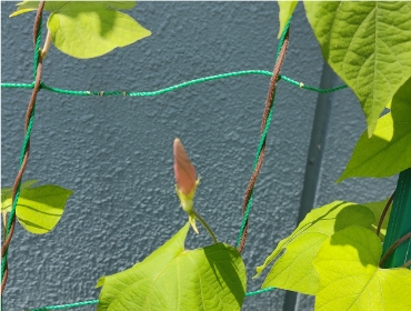 2023グリーンカーテン活動0718-6