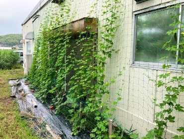 2023グリーンカーテン活動0718-7