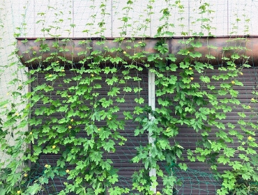 2023グリーンカーテン活動0718-8